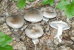 Attēlu rezultāti vaicājumam “Clitocybe nebularis”