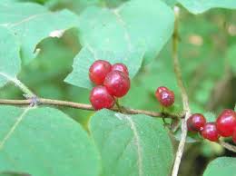 Attēlu rezultāti vaicājumam “Lonicera ferdinandii fruit”