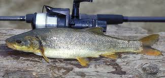 Image result for Ptychocheilus grandis