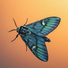 Attēlu rezultāti vaicājumam “Zygaenidae”