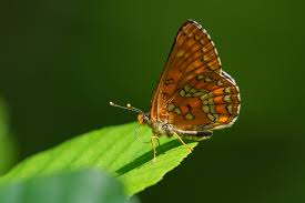 Attēlu rezultāti vaicājumam “Euphydryas maturna”