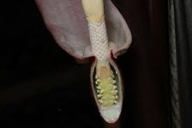 Attēlu rezultāti vaicājumam “Lophozia laxa macro”