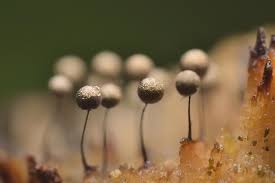 Attēlu rezultāti vaicājumam “Collaria arcyrionema spores”