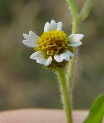 Attēlu rezultāti vaicājumam “Galinsoga quadriradiata flower”