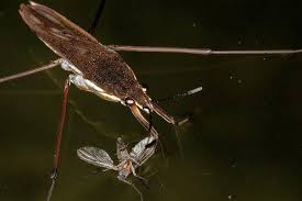 Attēlu rezultāti vaicājumam “Limnoporus rufoscutellatus”