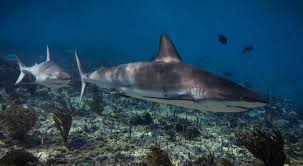 Image result for Carcharhinus acronotus