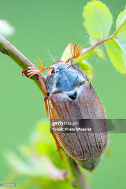Attēlu rezultāti vaicājumam “Melolontha melolontha”