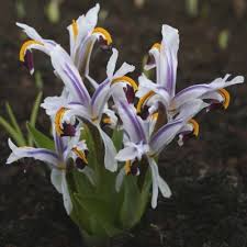 Attēlu rezultāti vaicājumam “Iris rosenbachiana flower”