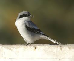 Attēlu rezultāti vaicājumam “Lanius excubitor adult”