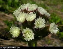 Image result for Petasites officinalis