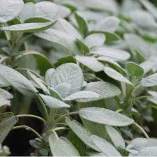 Image result for Salvie