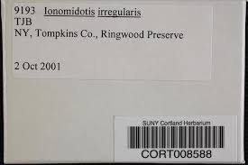 Attēlu rezultāti vaicājumam “Ionomidotis irregularis”