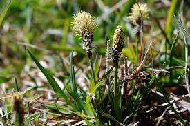 Attēlu rezultāti vaicājumam “Carex caryophyllea flower”