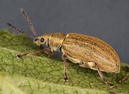 Attēlu rezultāti vaicājumam “Phyllobius”