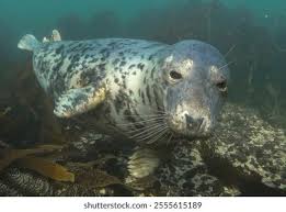 Attēlu rezultāti vaicājumam “Halichoerus grypus”