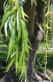 Attēlu rezultāti vaicājumam “Salix x sepulcralis”