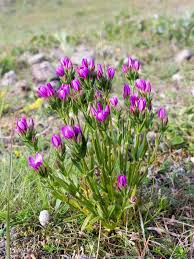 Attēlu rezultāti vaicājumam “Centaurium littorale”