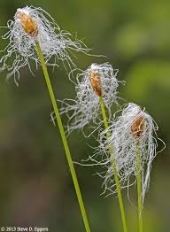 Attēlu rezultāti vaicājumam “Trichia alpina young”