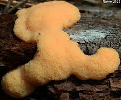 Attēlu rezultāti vaicājumam “Tubifera ferruginosa (subsp. ferruginosa) macro”