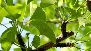Attēlu rezultāti vaicājumam “Ginkgo biloba female flower”