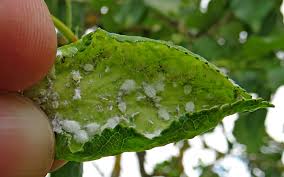 Attēlu rezultāti vaicājumam “Thecabius affinis”