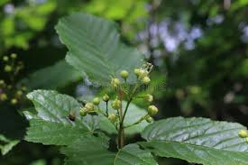 Attēlu rezultāti vaicājumam “Acer tataricum fruit”