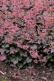 Image result for HEUCHERA americana 'Palace Purple Auslese'