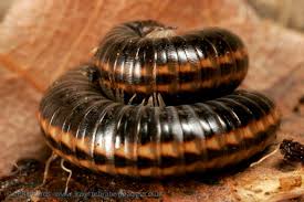 Attēlu rezultāti vaicājumam “Ommatoiulus sabulosus aimatopodus”