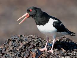 Attēlu rezultāti vaicājumam “Haematopus ostralegus adult”