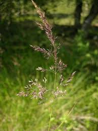 Attēlu rezultāti vaicājumam “Calamagrostis canescens”