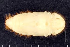 Attēlu rezultāti vaicājumam “Dermestes murinus”