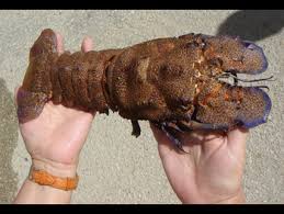 Image result for Scyllarides latus