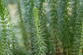 Attēlu rezultāti vaicājumam “Hippuridaceae”