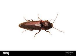 Attēlu rezultāti vaicājumam “Melanotus sp.”