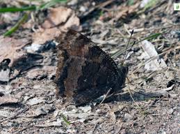 Attēlu rezultāti vaicājumam “Nymphalis xanthomelas upperside”