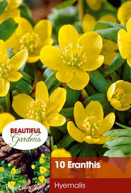 Attēlu rezultāti vaicājumam “Eranthis hyemalis”