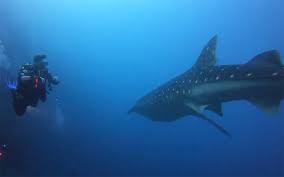 Image result for Manta Divers Sub-Aqua Club