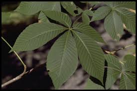 Attēlu rezultāti vaicājumam “Aesculus flava leaf”