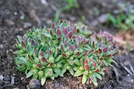 Attēlu rezultāti vaicājumam “Jovibarba globifera flower”