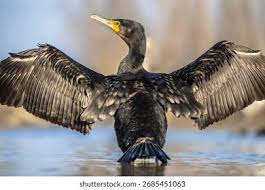Attēlu rezultāti vaicājumam “Phalacrocorax carbo adult”
