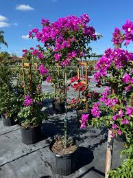 Image result for bougainvillea