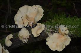 Attēlu rezultāti vaicājumam “Lentinus suavissimus”