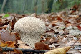 Attēlu rezultāti vaicājumam “Calvatia excipuliformis”