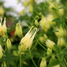 Image result for Aquilegia