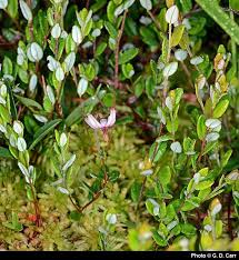 Attēlu rezultāti vaicājumam “Oxycoccus leaf”