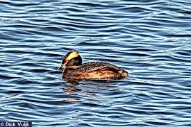 Image result for Podiceps auritus