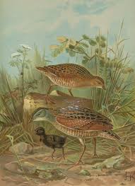 Image result for Crex crex