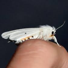 Attēlu rezultāti vaicājumam “Spilosoma lutea imago”