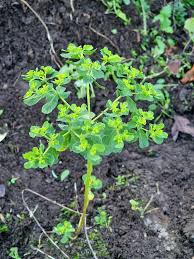 Attēlu rezultāti vaicājumam “Euphorbia helioscopia”