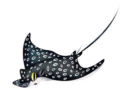 Image result for Aetobatus narinari